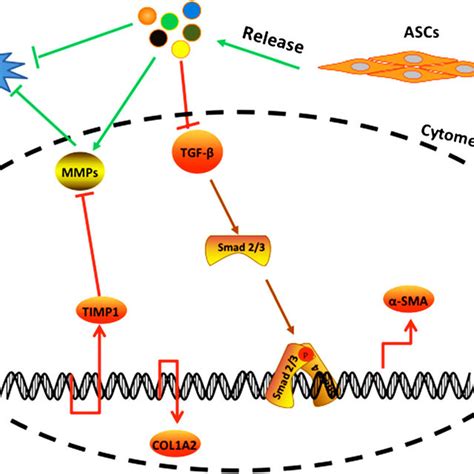 Mechanism Underlying Reduction Of Liver Fibrosis By Ascs Ascs