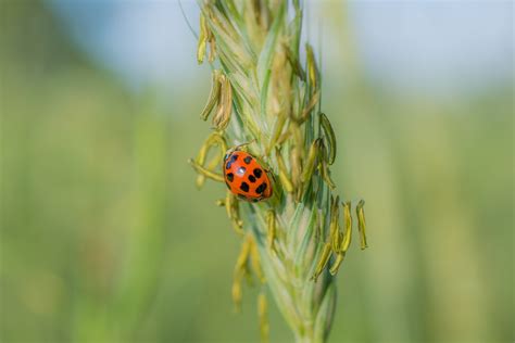 1920x1200 wallpaper | red and black ladybug | Peakpx