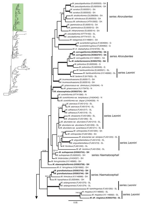 A Maximum Likelihood Phylogenetic Tree Based On Its Sequence Data