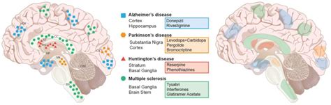 Malattie Neurodegenerative Cosa Sono Microbiologia Italia