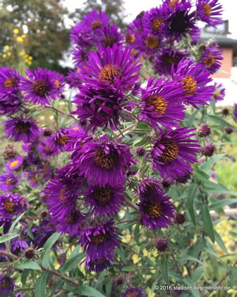 Symphyotrichum Novae Angliae Marina Wolkonsky Staudeng Rtnerei