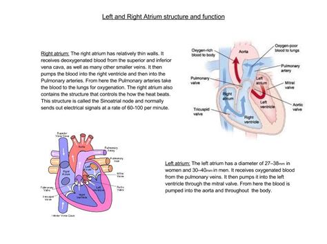 The Left and Right Atrium structure and function. (Human Biology)