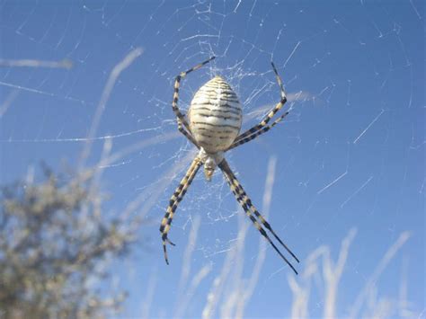 Yellow Garden Spider Texas Orb Weaver Spider Wikipedia I Remember