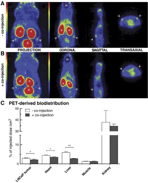 Pet Imaging Of Lncap Tumor Bearing Athymic Nude Mice Pet Images And