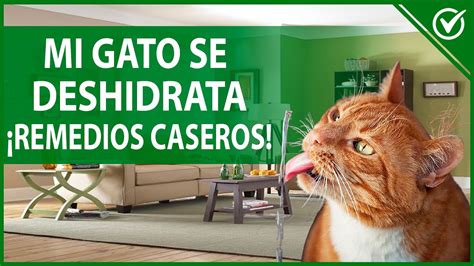 🐱 ¿cómo Saber Si Mi Gato Está Deshidratado Síntomas Y Tratamiento 🐱💧