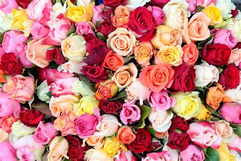 The Meaning Of Rose Colors Farmers Almanac Plan Your Day Grow