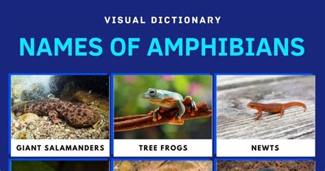 5 Examples Of Amphibians