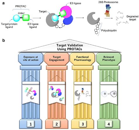 Target Validation Using Protacs Applying The Four Pillars Framework