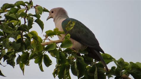 Safari Sri Lanka The Green Imperial Pigeon