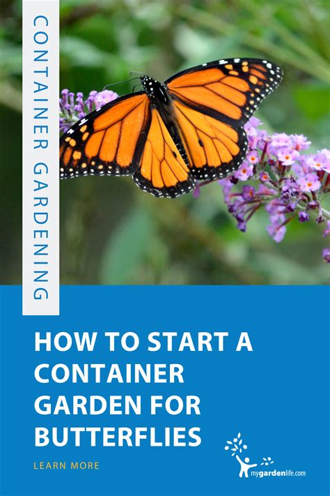 Container Gardens For Butterflies Artofit