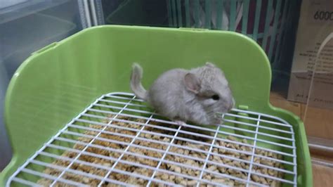 한성질하는 아기 친칠라angry Baby Chinchilla Youtube