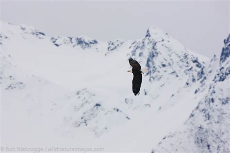 Bald Eagle Photos By Ron Niebrugge