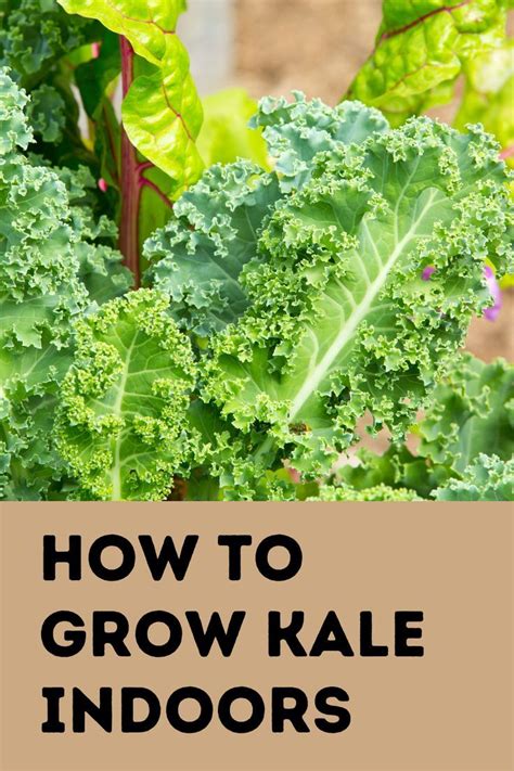 How To Grow Kale Indoors Growing Kale Growing Kale Indoors Kale Plant