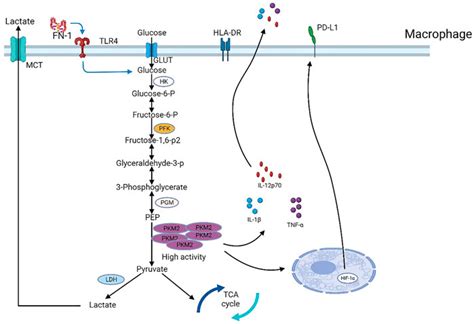 Frontiers The Significance Of Glycolysis In Tumor Progression And Its