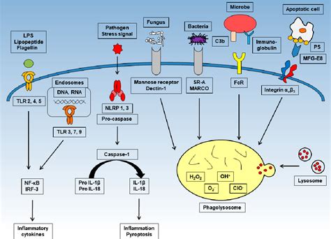 Figure 1 From The Phagocytic Function Of Macrophage Enforcing Innate