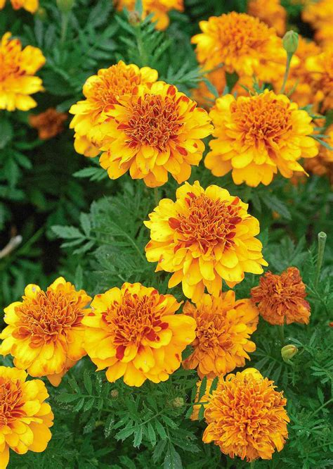 African Marigold