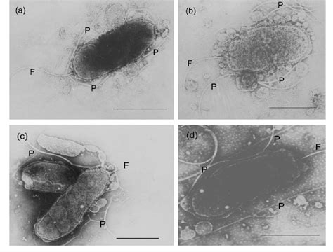 Figure 3 From Alteromonas Tagae Sp Nov And Alteromonas Simiduii Sp