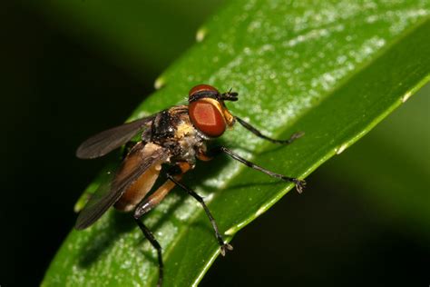 dipteran_6-1304_0081