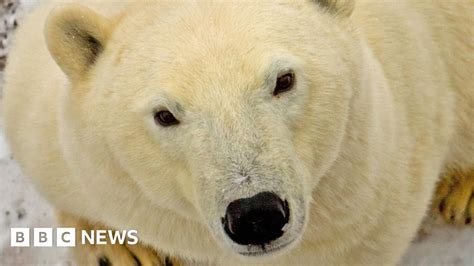 Polar Bear Shot Dead In Iceland Bbc News