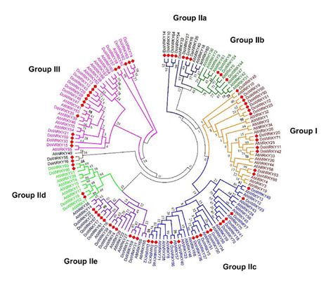 Sequence Alignment Of Dendrobium Officinale Wrky Transcription Factor