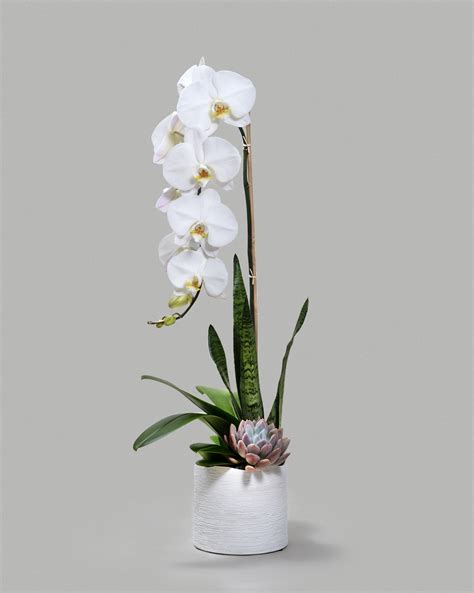 Orchids and Succulents | Los Angeles CA - The Orchid Wrangler