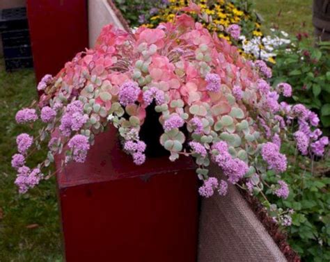 Beautiful Fall Flowers To Plant In Your Garden 78 Best Fall Flower