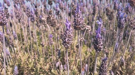 Beautiful Lavender Flowers Garden Stock Footage Video (100% Royalty-free) 1095154597 | Shutterstock