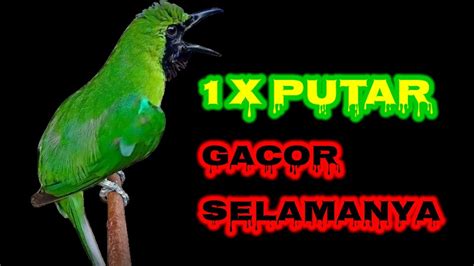 Masteran Cucak Ijo Gacor Cukup Satu Kali Putar Cucak Ijo Manapun