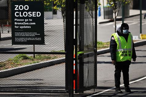 7 Additional Big Cats At The Bronx Zoo Test Positive For Coronavirus