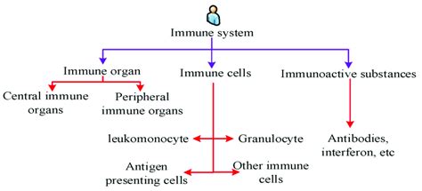 Schematic diagram of the structural composition of the immune system ...