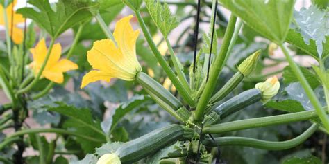 Courgette Farming | Greenlife | 2025 Update