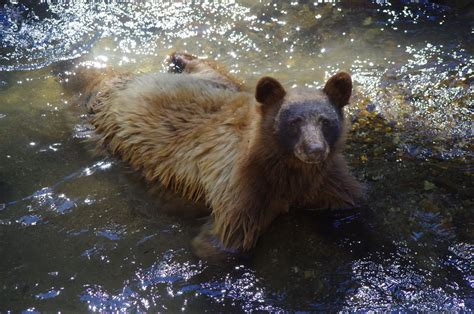 Usfws News On Twitter Rt Usfws Bear Splooting Season Is Officially