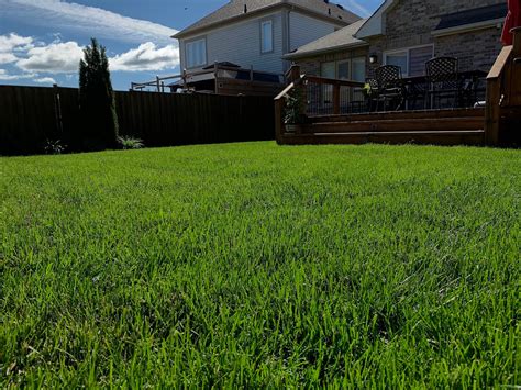 Exploring The Differences Between Cool And Warm Season Grasses Lawn Mart