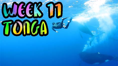 Swimming With Humpback Whales In Tonga Best Moment Ever Week 11 Vavau Tonga Youtube