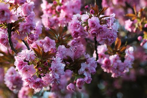 Japonske češnje Prvovrstne Lepotice Arboretum