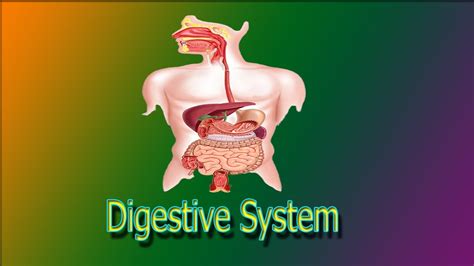 Human Digestive System Lecture In Urdu By Nursing Urdu Youtube