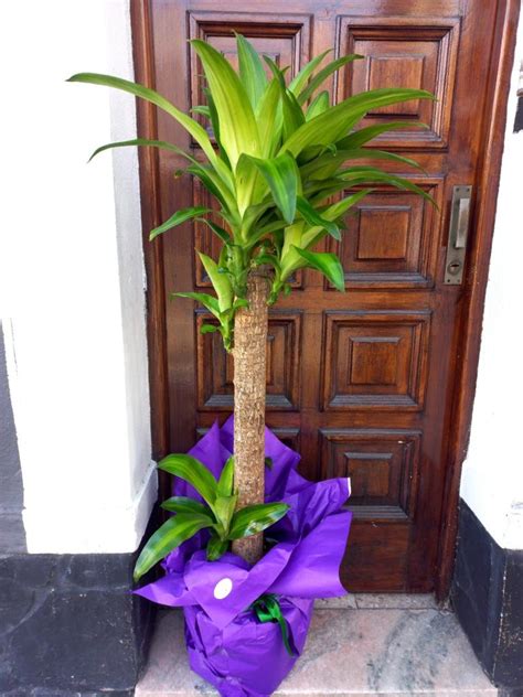 Conjunto De Palo De Agua Dracaena Fragrans Flores A Domicilio