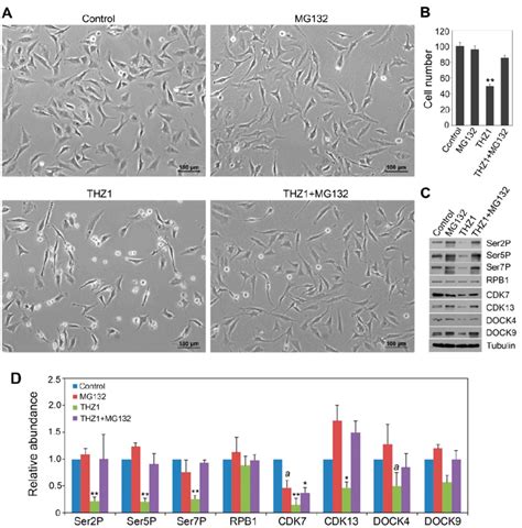 Suppression Of The Thz Effects By Mg Treatment In Hela Cells A