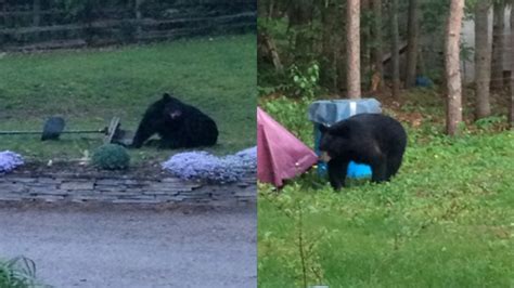 Bear Spotted In Barrie Backyard Ctv News