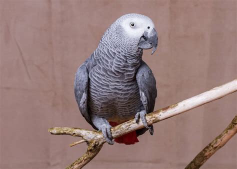 44 African Grey Parrot Facts Complete Guide Talkative Congo Grey