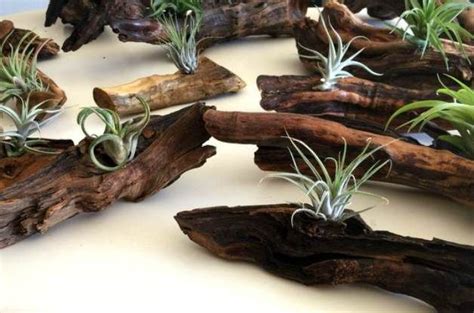 Pin On Air Plants