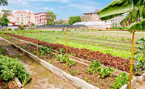 Hortas urbanas uma revolução gentil e orgânica o eco