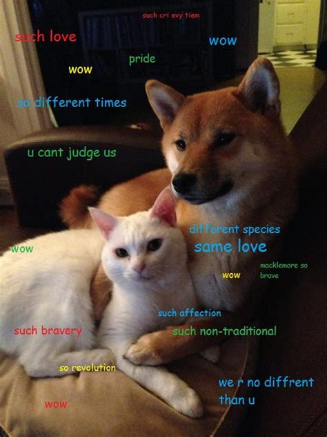 Doge Love Meme