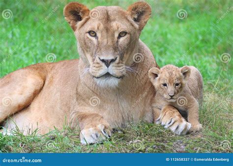 Lioness And Her Cub Stock Image Image Of Small Africa 112658337