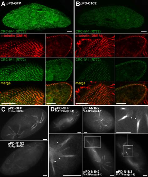 immunolabeling  ppd cc  ppd nn treated cells confocal images