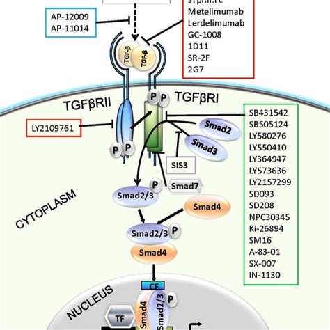 The TGF-β signaling through Smad-dependent and Smad-independent ...