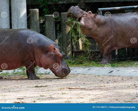 Hipopotamo Come O Que - Hipopótamo O Hipopótamo Que Come La Hierba Verde En Un Parque Zoológico ...