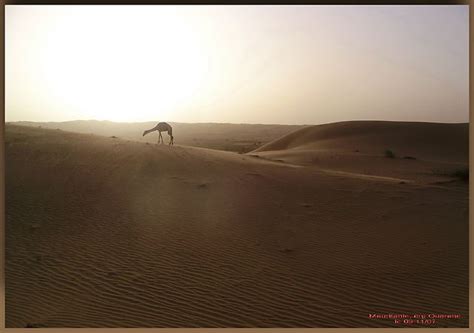 Trek en Mauritanie Dromadaires Animaux Désert Erg Ouarane