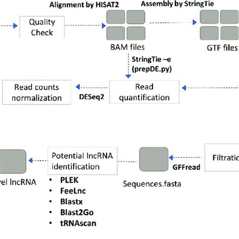 The Overall Workflow Of Lncrna Identification And Weighted Gene