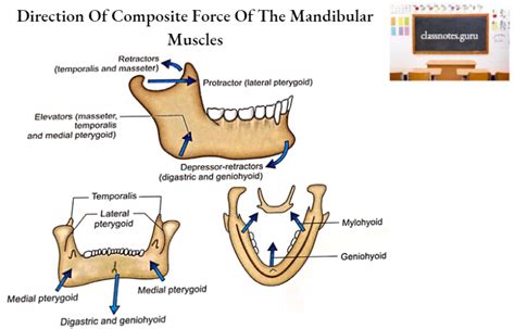 Mandible Osteology Anatomy Notes Class Notes